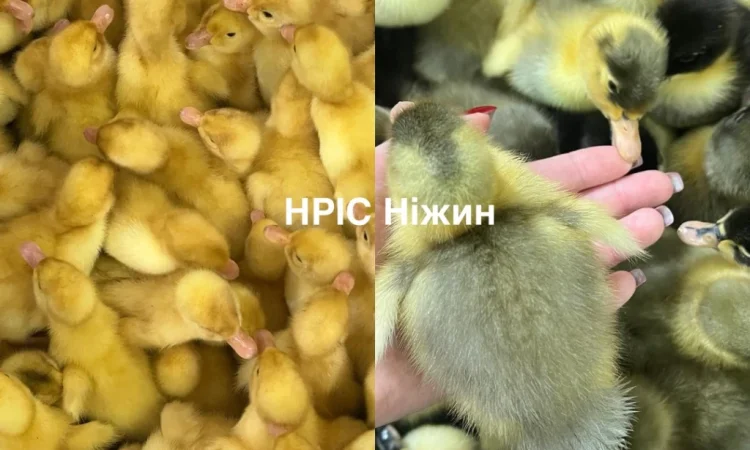 Добові бройлери у продажу - фото № 2