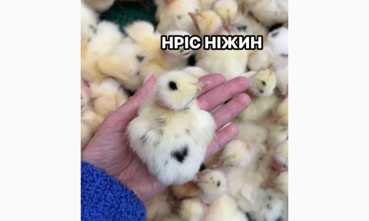 Добові бройлери у продажу - фото № 3