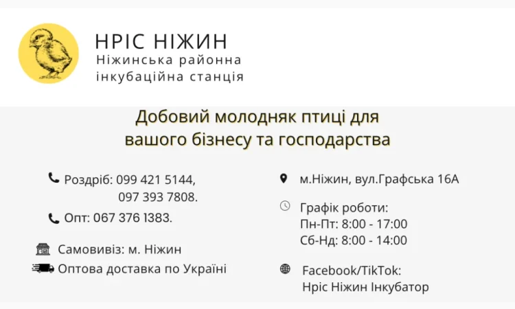 Продается добовой Бройлер в Чернигове - фото № 1