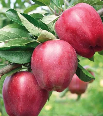 Саженцы яблони Супер Ред Чиф в продаже - фото № 1