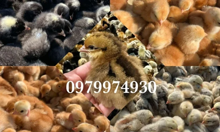 Курчата на продажу от фермерского хозяйства - фото № 1