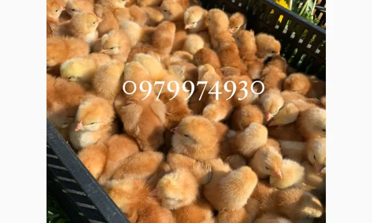 Курчата на продажу от фермерского хозяйства - фото № 10