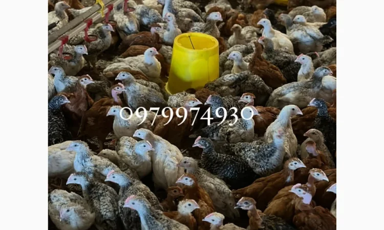 Курчата на продажу от фермерского хозяйства - фото № 11