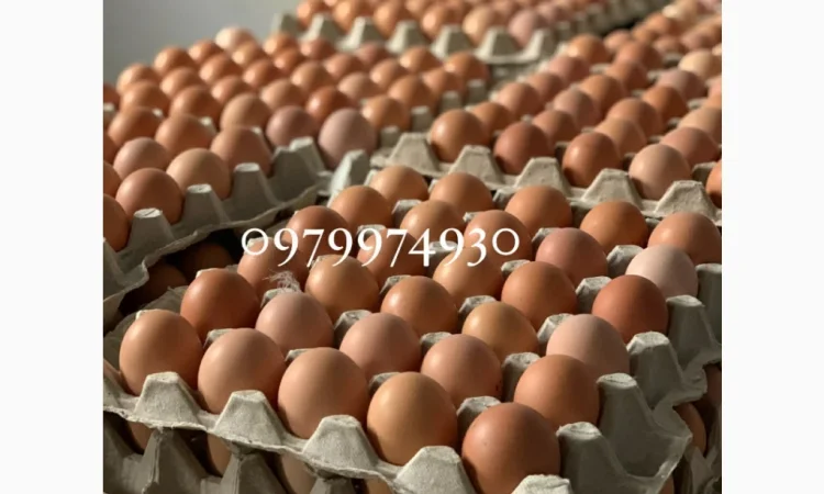 Курчата на продажу от фермерского хозяйства - фото № 2