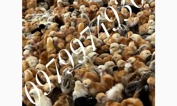 Курчата на продажу от фермерского хозяйства - фото № 3