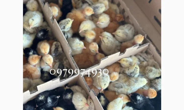 Курчата на продажу от фермерского хозяйства - фото № 4