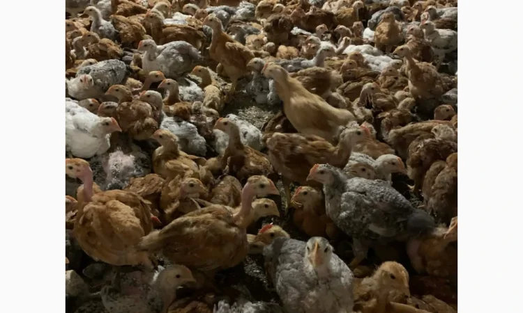 Курчата на продажу от фермерского хозяйства - фото № 5