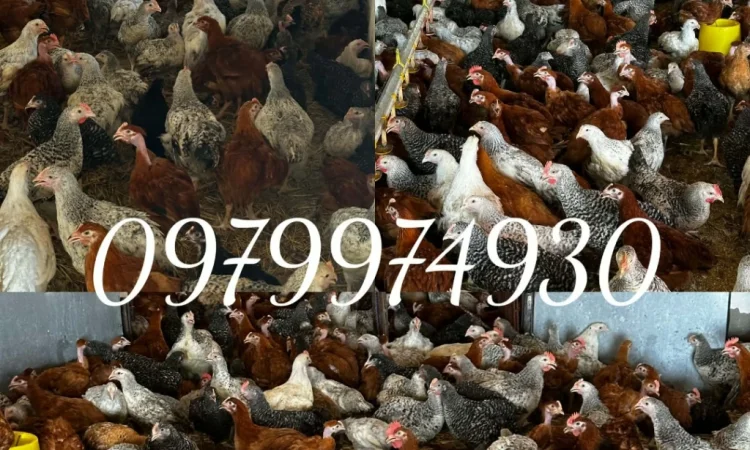 Курчата на продажу от фермерского хозяйства - фото № 6