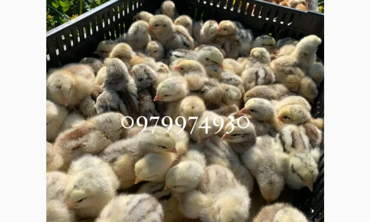 Курчата на продажу от фермерского хозяйства - фото № 7