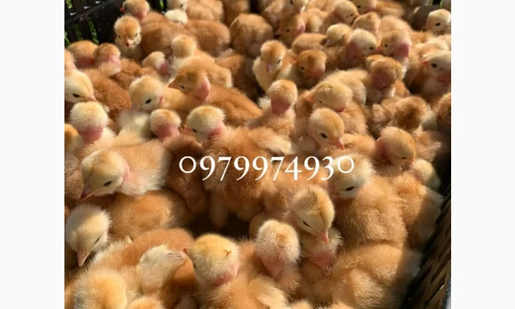 Курчата на продажу от фермерского хозяйства - фото № 8