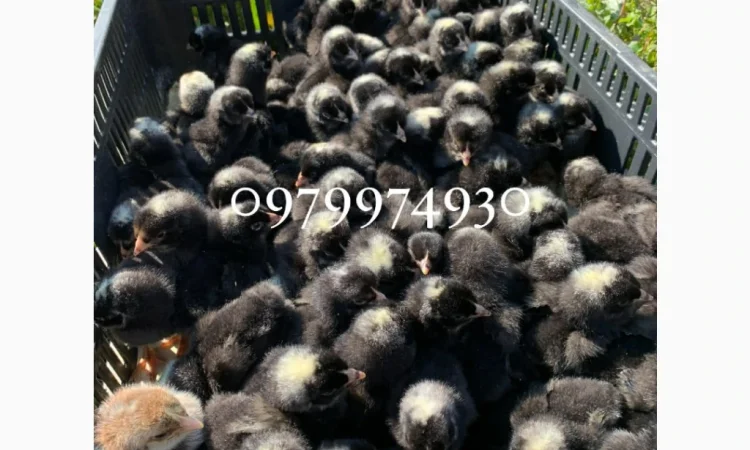 Курчата на продажу от фермерского хозяйства - фото № 9