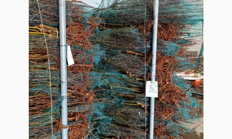 Саджанці яблунь від італійських розсадників - фото № 1