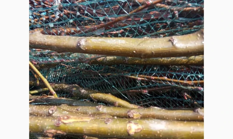 Саджанці яблунь від італійських розсадників - фото № 2