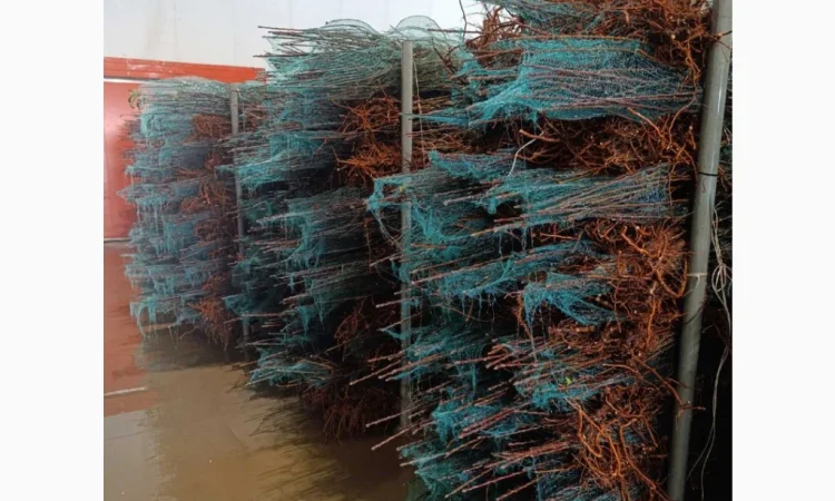 Саджанці яблунь від італійських розсадників - фото № 3