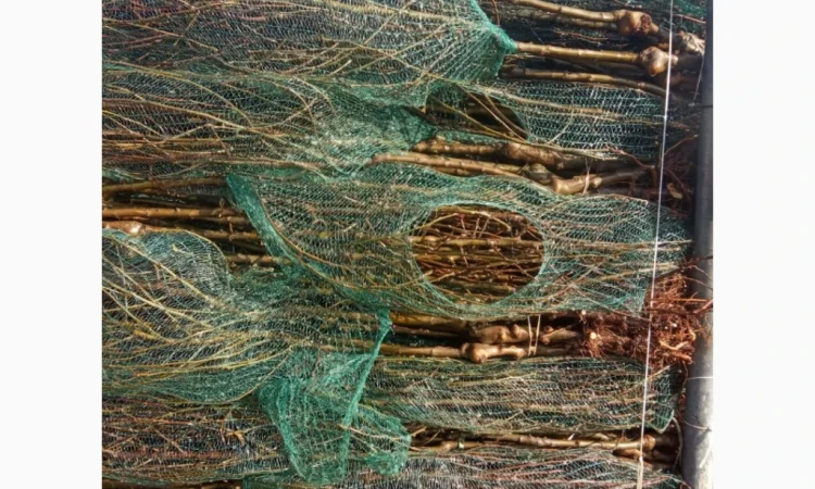 Саджанці яблунь від італійських розсадників - фото № 4