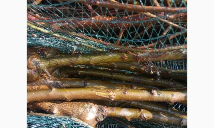 Саджанці яблунь від італійських розсадників - фото № 5