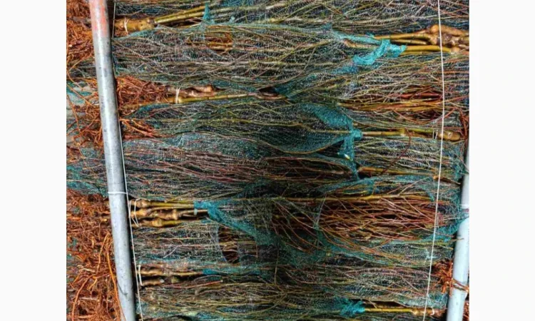 Саджанці яблунь від італійських розсадників - фото № 6