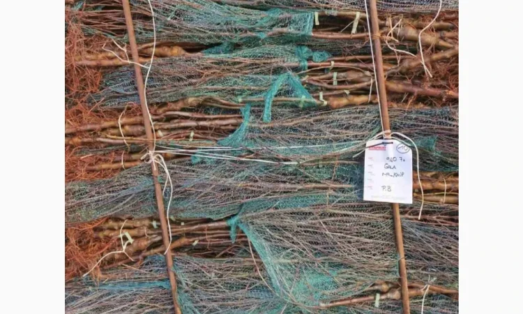 Саджанці яблунь від італійських розсадників - фото № 7