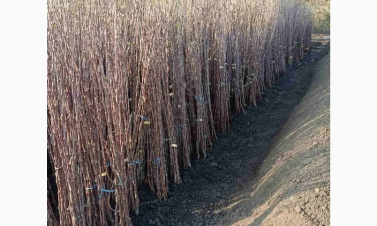 Саженцы яблонь оптом от производителя - фото № 1