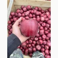 Саженцы яблонь оптом от производителя - фото № 2