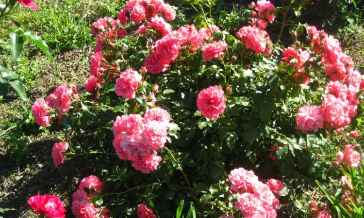 Саженцы яблони на продажу - фото № 2