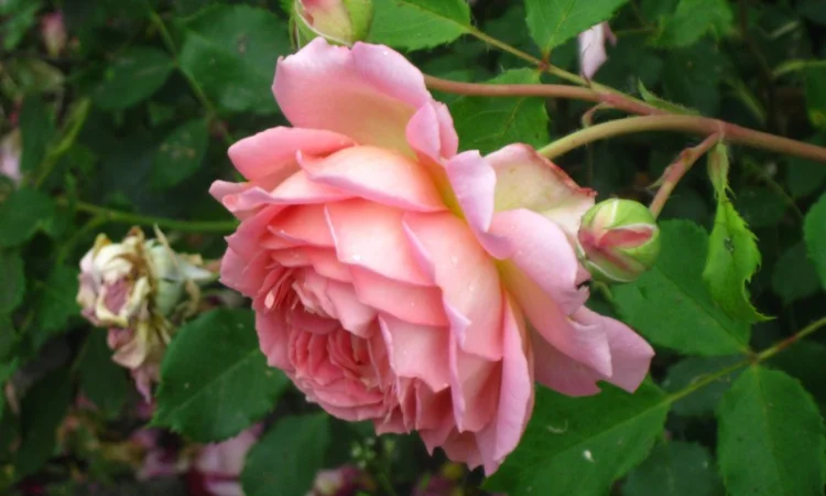 Саженцы яблони на продажу - фото № 4