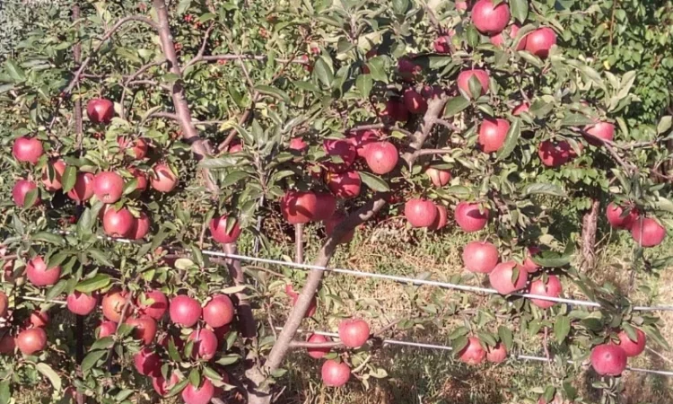 Саженцы яблони на продажу - фото № 16