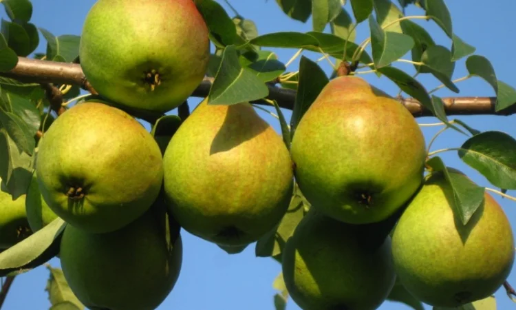 Саженцы яблони на продажу - фото № 15