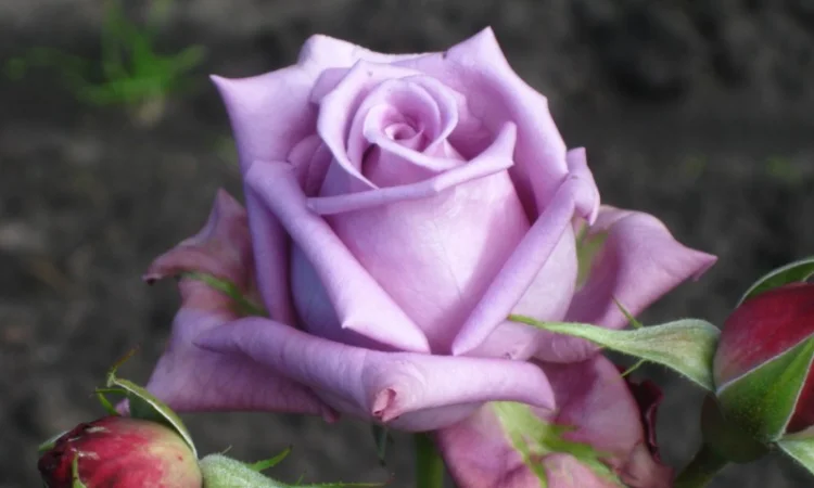 Саженцы яблони на продажу - фото № 3