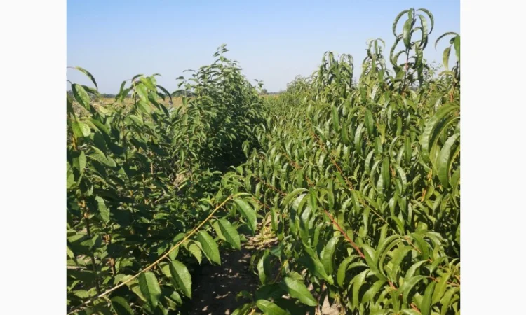 Саженцы яблони на продажу - фото № 19