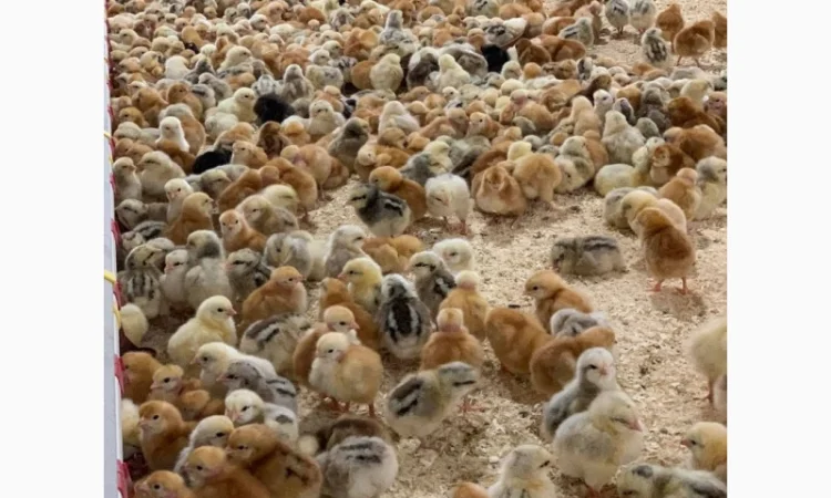 Курчата добові і підрощені оптом - фото № 1