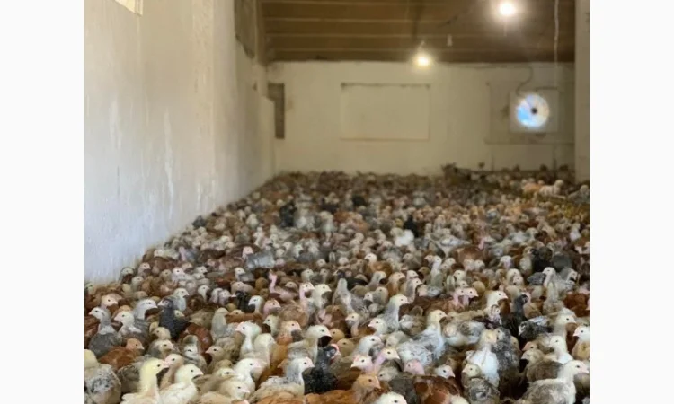 Курчата добові і підрощені оптом - фото № 10