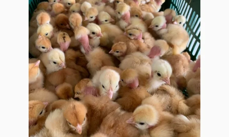 Курчата добові і підрощені оптом - фото № 11