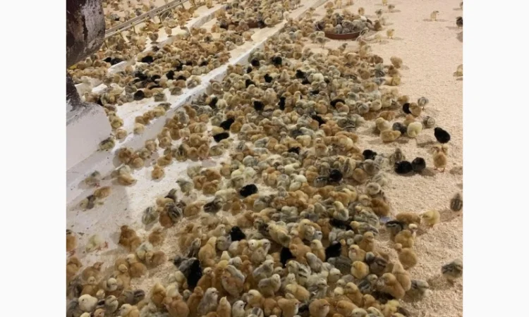 Курчата добові і підрощені оптом - фото № 12