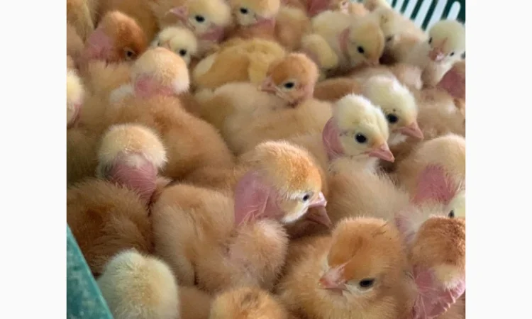 Курчата добові і підрощені оптом - фото № 13