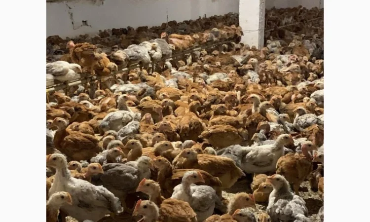 Курчата добові і підрощені оптом - фото № 2