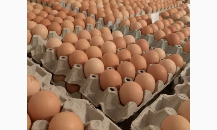 Курчата добові і підрощені оптом - фото № 3