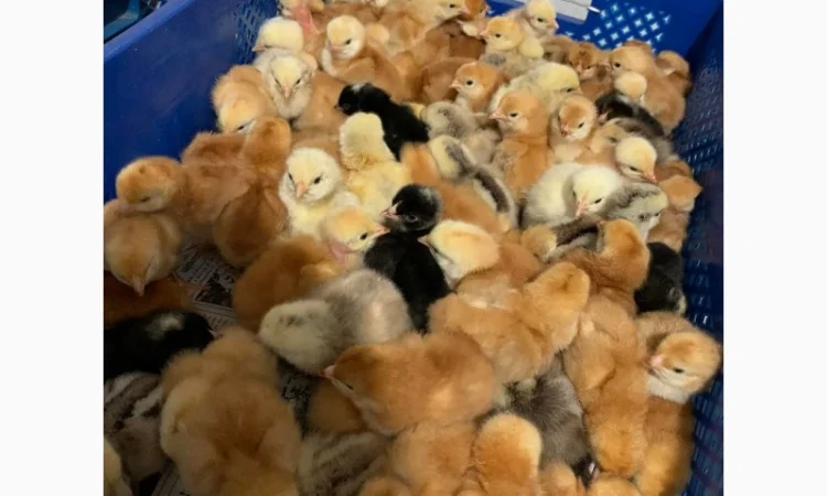 Курчата добові і підрощені оптом - фото № 4