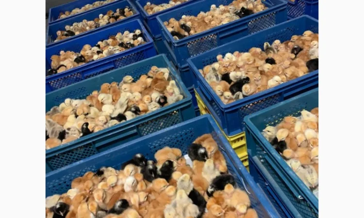 Курчата добові і підрощені оптом - фото № 5