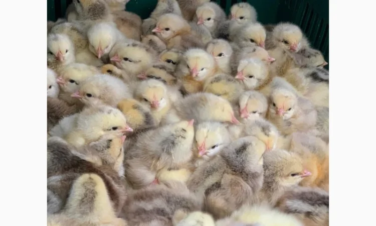 Курчата добові і підрощені оптом - фото № 6