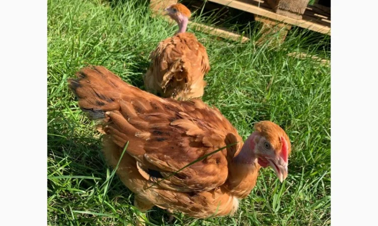 Курчата добові і підрощені оптом - фото № 7