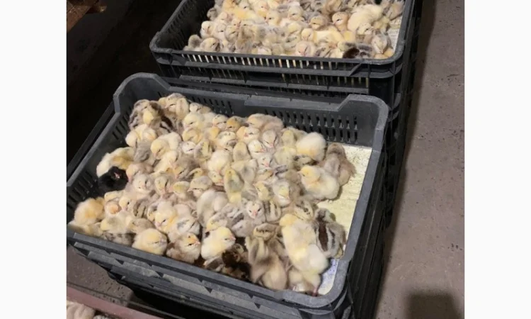 Курчата добові і підрощені оптом - фото № 8