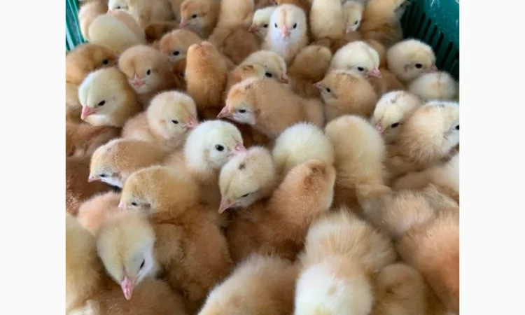 Курчата добові і підрощені оптом - фото № 9