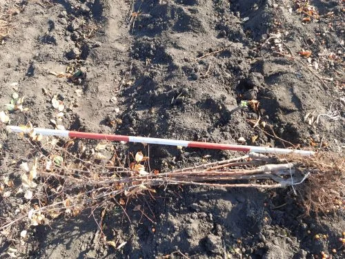 Продается запилювач для яблуні сорт Еверест - фото № 1