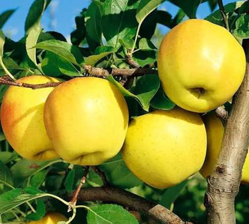 Саженцы яблони Голден Делишес - 2 года - фото № 1