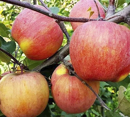 Саженцы яблони Фуджи - 1 год - фото № 1