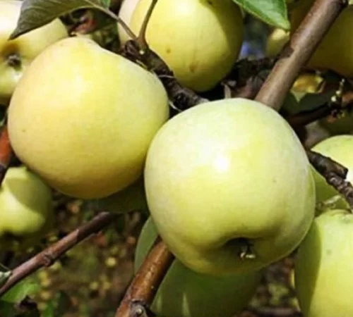 Саджанці яблуні Антонівка - 2-річні - фото № 1