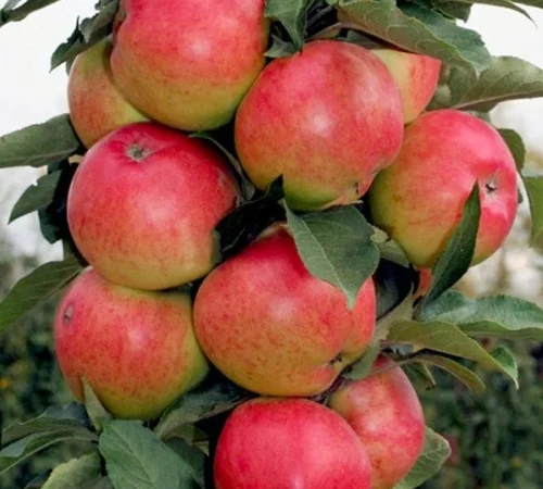 Саженцы колоновидной яблони Валюта - фото № 1