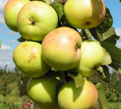 Саджанці колоновидної яблуні Малюха у продажу - фото № 1