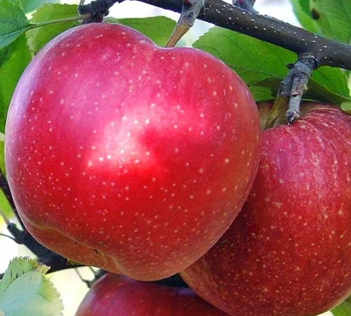 Саджанці яблуні Гала - 2-річні - фото № 1